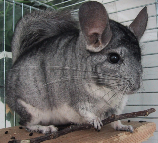 Шиншилла